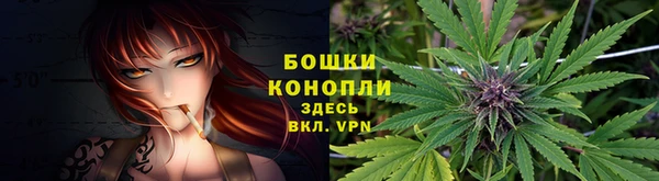 прущие грибы Беломорск